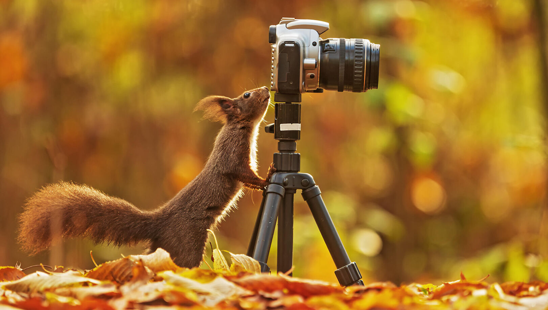 Lees meer over het artikel Fotowedstrijd